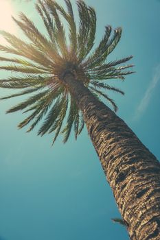 Looking Up Towards A Beautiful Palm Tree On A Tropical Island