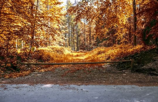 Beautiful panorama view on a golden autumn landscape in the middle of october