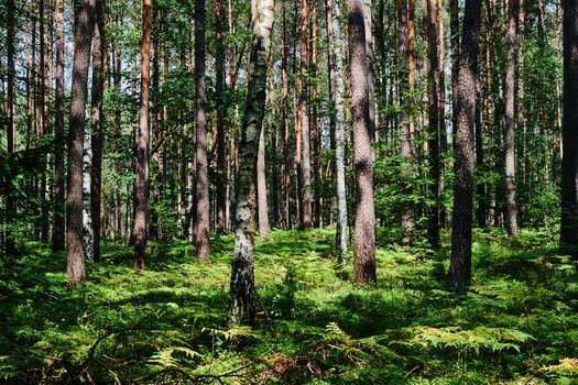 Thick ferns in a mixed forest on a sunny summer day in Poland