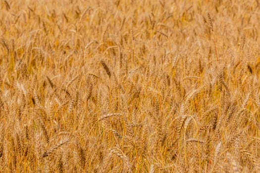 Yellow barley field at daytime under direct sunlight. Fully filled agriculture background with selective focus and blur.