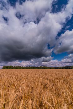 Yellow barley field at daytime under direct sunlight. Green forest and sky with storm clouds on the background. Wide angle shot.