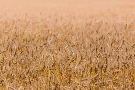 Yellow barley field at daytime under direct sunlight. Fully filled agriculture background with selective focus and blur.