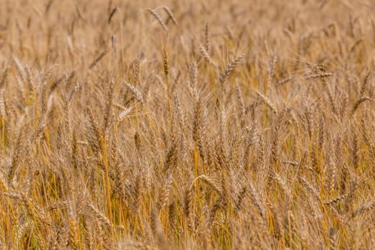 Yellow barley field at daytime under direct sunlight. Fully filled agriculture background with selective focus and blur.