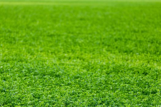 horizonless and edgeless green field agricultural background with selective focus and blur.