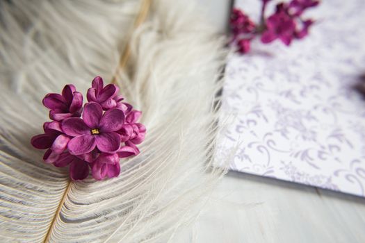 Five-pointed lilac violet flowers on a white ostrich feather. A lilac luck - flower with five petals among the four-pointed flowers of bright pink lilac (Syringa)