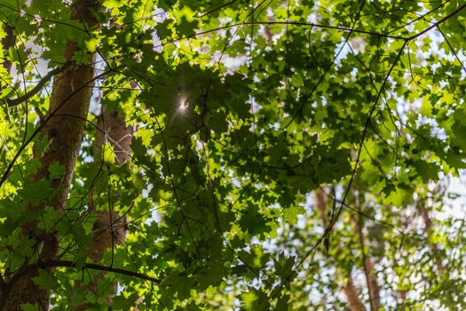upward direction closeup view of maple tree in forest at sunny day with selective focus and bokeh blur