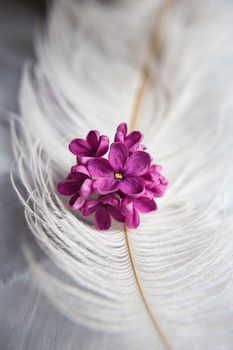 Five-pointed lilac violet flowers on a white ostrich feather. A lilac luck - flower with five petals among the four-pointed flowers of bright pink lilac (Syringa)