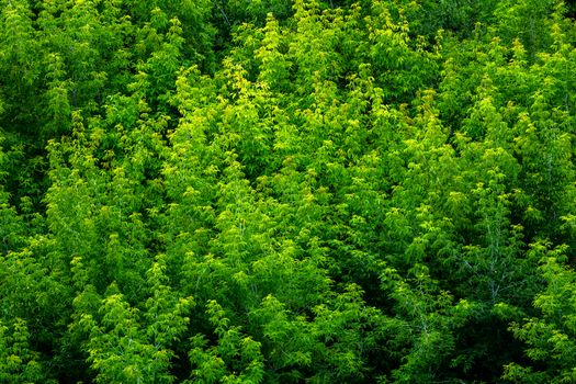 top of summer green ash-tree forest solid foliage pattern background at daylight