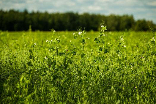 green agricultural peas field closeup with selective focus background and natural lens blur