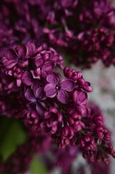 A bouquet of lilacs. Close up. Beautiful purple violet blooming lilac flowers. Greeting card.