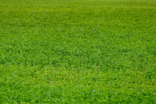 horizonless green peas field agricultural background with selective focus and blur.