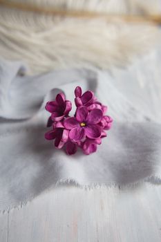 Five-pointed lilac violet flowers on a white ostrich feather. A lilac luck - flower with five petals among the four-pointed flowers of bright pink lilac (Syringa)