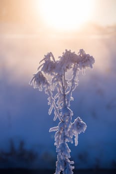 frozen dry plant at winter foggy morning in artistic minimalism tune with selective focus.