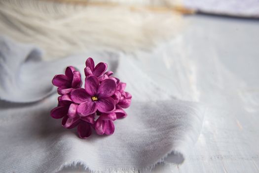 Five-pointed lilac violet flowers on a white ostrich feather. A lilac luck - flower with five petals among the four-pointed flowers of bright pink lilac (Syringa)