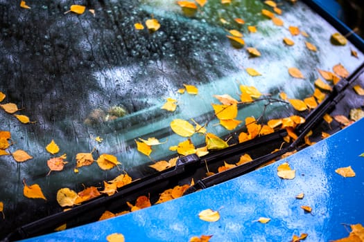 ultramarine blue car at autumn rainy morning with orange birch leaves - close up with selective focus win blur.