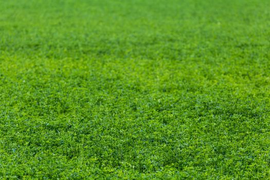 green horizonless field of agricultural peas selective focus background with natural lens blur