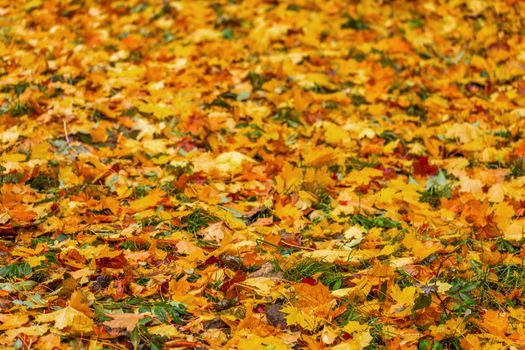 Autumn background from different types of fallen wooden leaves with selective focus and shallow depth of field - close-up made by telephoto lens