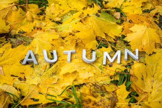 The word AUTUMN laid with gray thick letters on the ground with maple leaves. Fall season symbol.