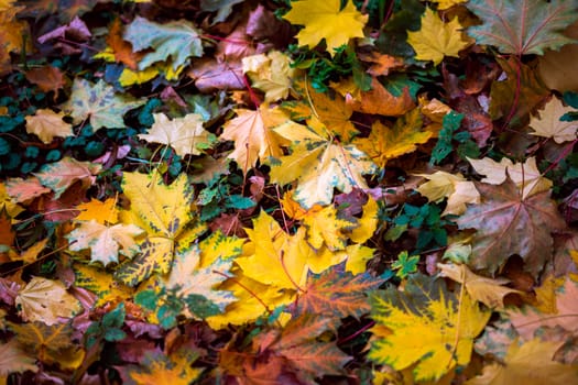 autumn background with orange maple leaves on green grass - selective focus close telephoto shot