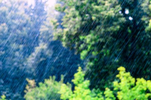 long and fast rain drops falling in green forest at sunny and windy conditions - selective focus telephoto shot