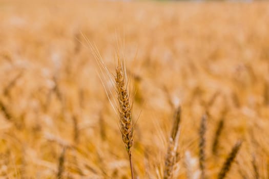 Yellow barley field at daytime under direct sunlight. Fully filled agriculture background with selective focus and blur.