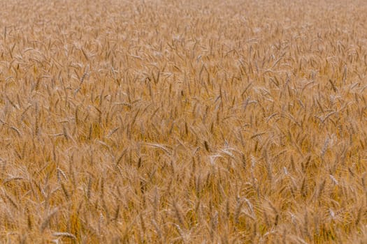 Yellow barley field at daytime under direct sunlight. Fully filled agriculture background with selective focus and blur.