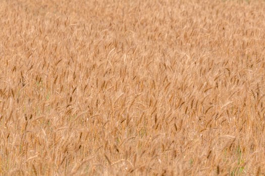 Yellow barley field at daytime under direct sunlight. Fully filled agriculture background with selective focus and blur.