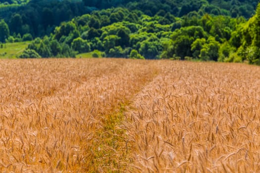 Yellow barley field at daytime under direct sunlight with selective focus. Blurry straight green forest line in background,
