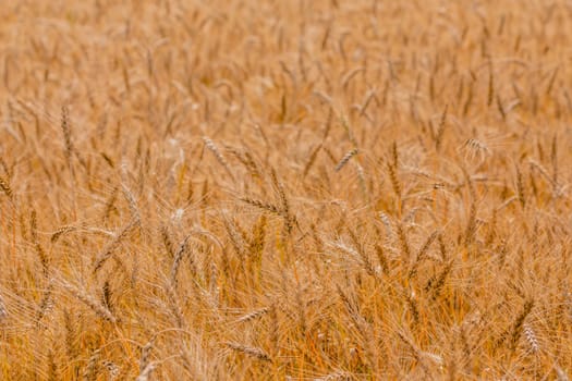 Yellow barley field at daytime under direct sunlight. Fully filled agriculture background with selective focus and blur.