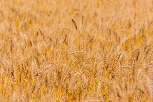 Yellow barley field at daytime under direct sunlight. Fully filled agriculture background with selective focus and blur.
