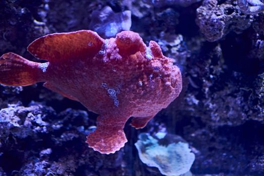 Rhinophias fish swimming in the ocean, red, sand, algae