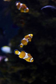 Clown fish swimming in the ocean, colorful, orange, sand, algae, light