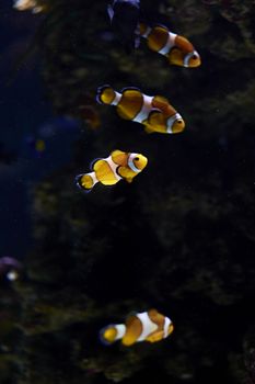 Clown fish swimming in the ocean, colorful, orange, sand, algae, light