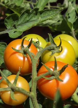 Some big green and red tomatoes on a bush growing at the wall of a house. Agriculture concept.