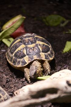 Small turtle eating vegetation, dark earth, green, reptile