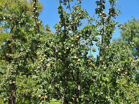 Many pears hang on a tree in summer