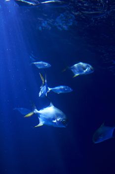 Set of goldfish in the ocean, clear sand, sea bottom