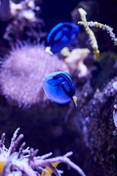 Blue surgeonfish swimming in the sea, algae, rocks, luminosity, ocean