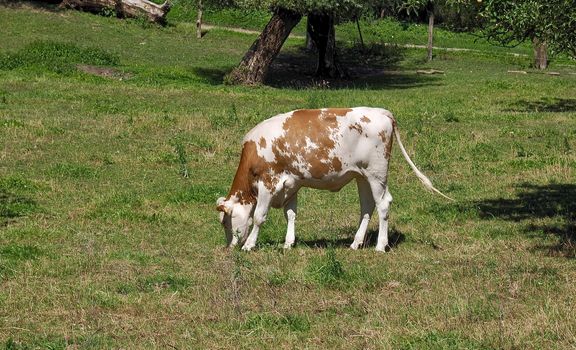 Cows in the Beautiful nature at Rhine river in Germany