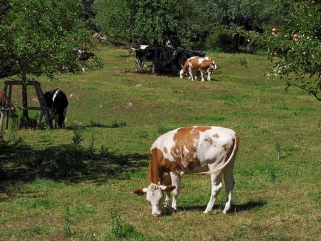 Cows in the Beautiful nature at Rhine river in Germany