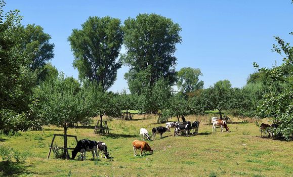 Cows in the Beautiful nature at Rhine river in Germany