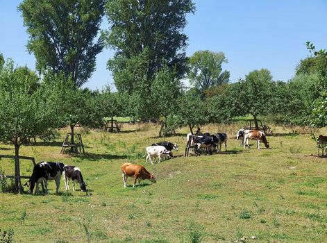 Cows in the Beautiful nature at Rhine river in Germany