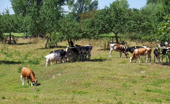 Cows in the Beautiful nature at Rhine river in Germany