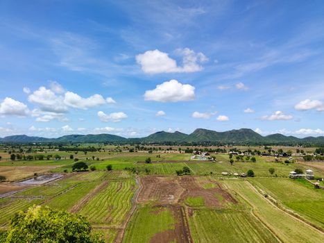 beautiful landscape of rice fields in countryside of Thailand