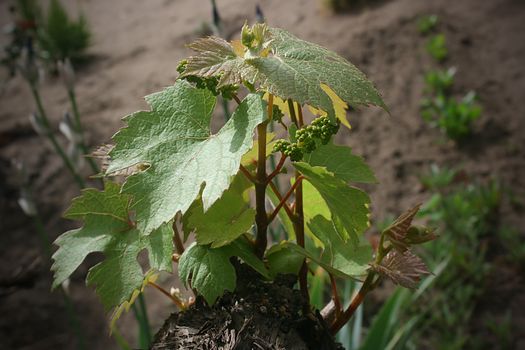 Young branch of grapes on the vineyard crop