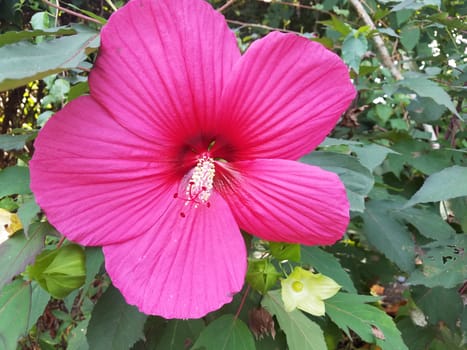 plant with green leaves and large pink flower petals