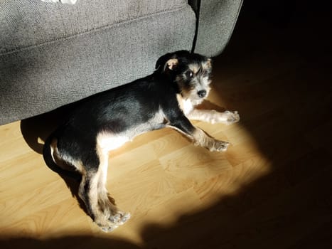black and white puppy dog relaxing in sun beam on wood floor