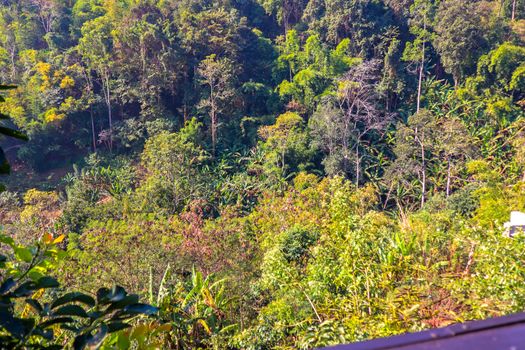 Jungle in Thailand photo background