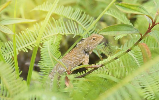 Light brown chameleon in a green forest