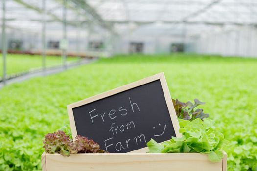 Fresh  from  farm signs are placed in front of organic vegetables, which have been meticulously grown at hydroponic farm.